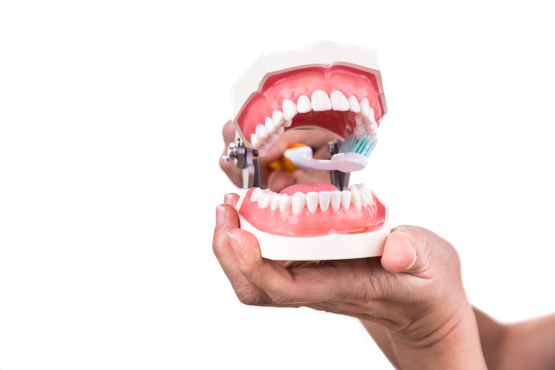 Dental prosthetists answers the question 'Can you brush dentures while in your mouth?' by demonstrating on dentures.